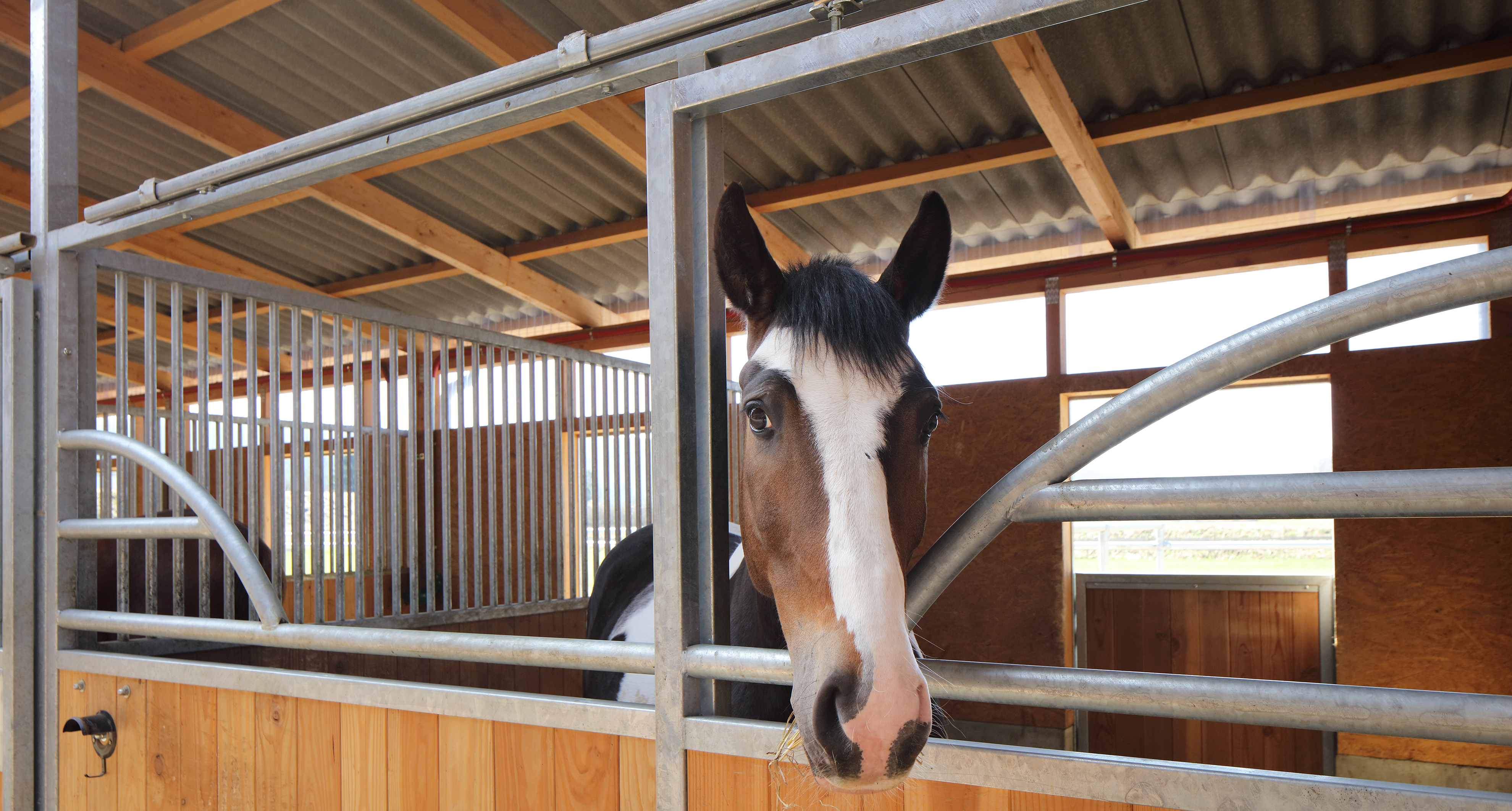 Reitsport