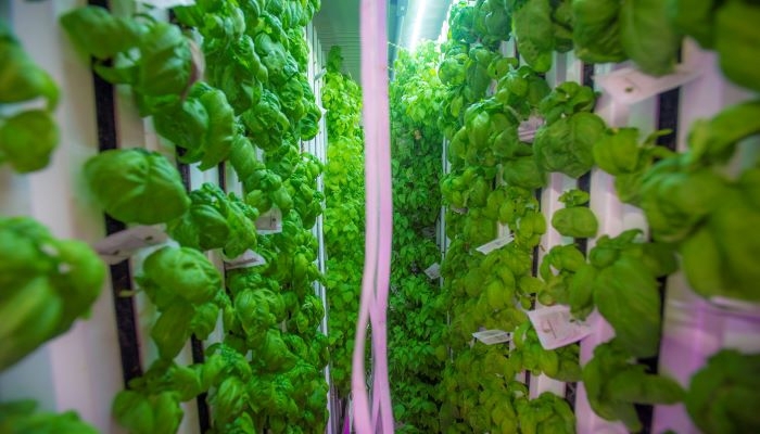 Wie Smart Farming die Effizienz Ihres Betriebes steigert