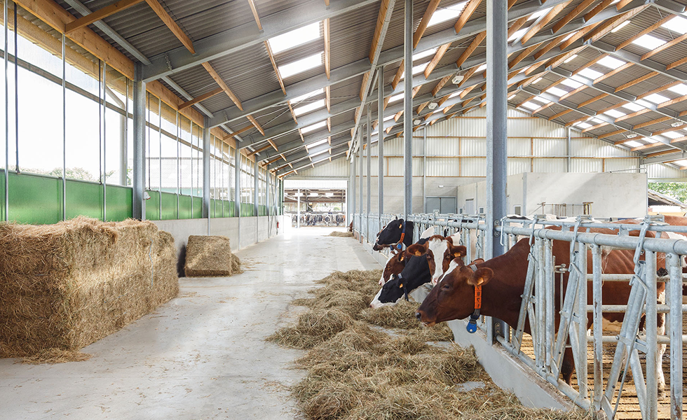 kuhstall geel
