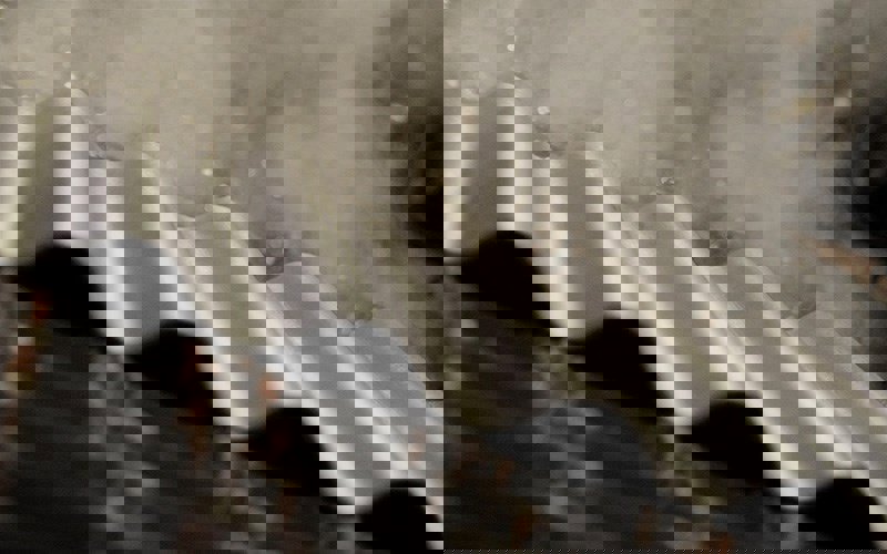 Wellplatten - seit über 100 Jahren