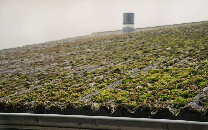 Eternit Wellplatte vermoost